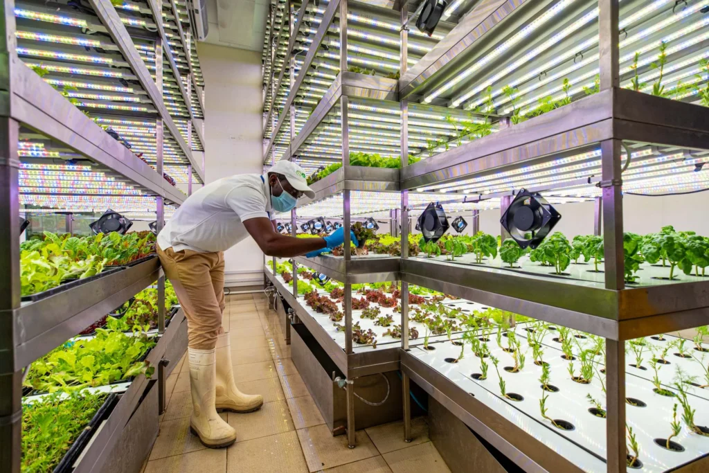 Farming Without Soil? The Vertical Revolution Feeding Urban Cities