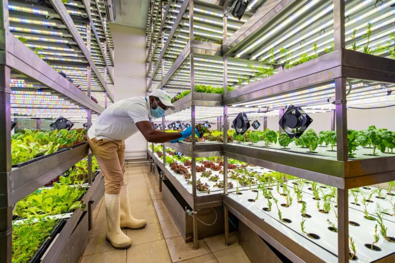 Farming Without Soil? The Vertical Revolution Feeding Urban Cities